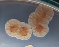 streptomyces streptomyctes